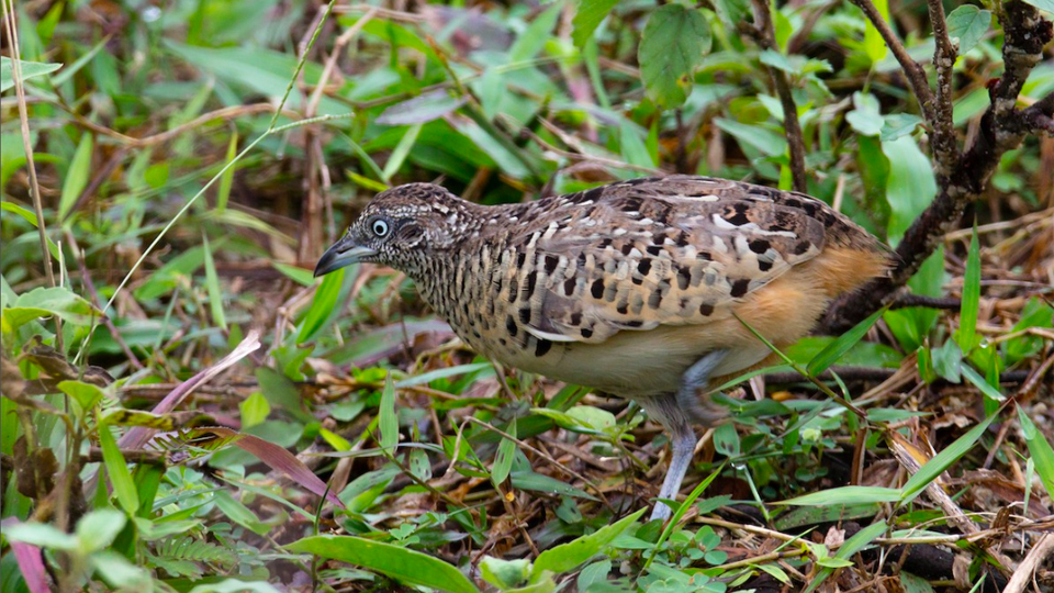 Barred Buttonquail Zhongying Koay