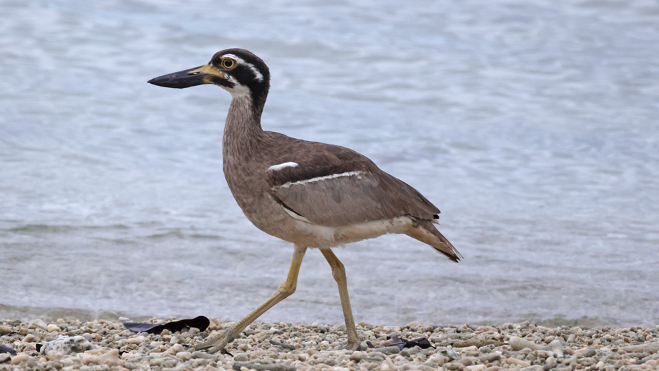 Beach Thick-knee Chris Gibbins
