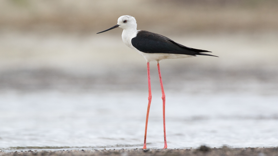 Black-winged Stilt