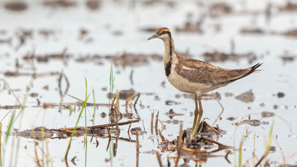 Pheasant-tailed Jacana Wai Loon Wong