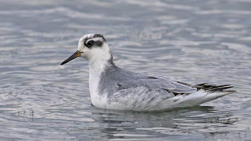 Red Phalarope