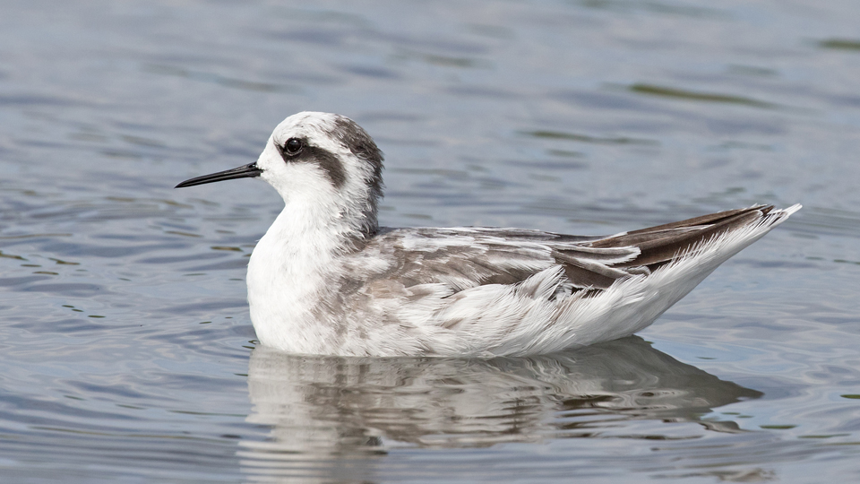 Red-necked Phalarope