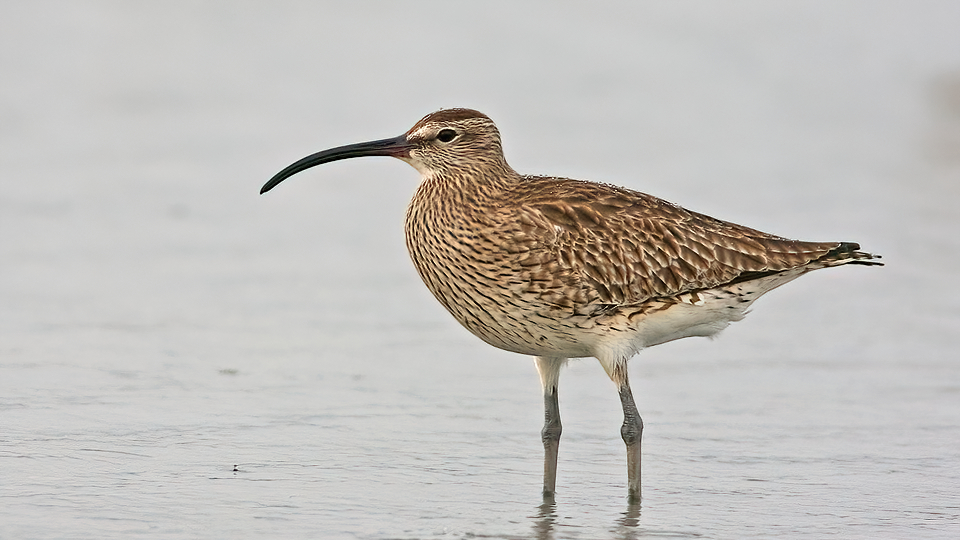 Whimbreltopaz-clear