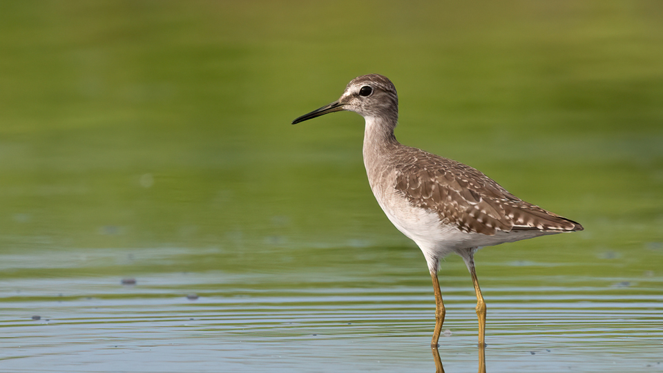 Wood Sandpiper
