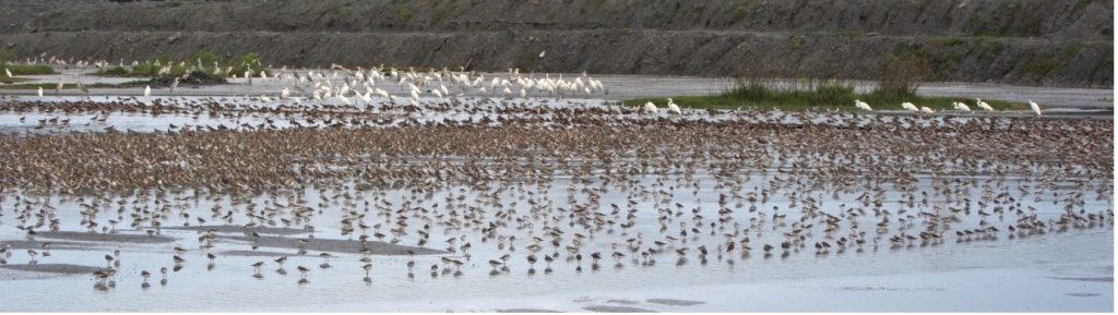 Not all these waterbirds are shorebirds.