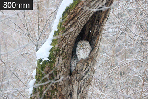 beginner-bird-photography_2068-03
