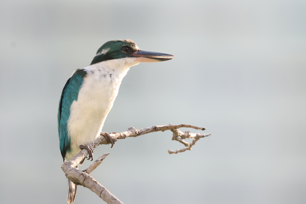 beginner-bird-photography_2068-08